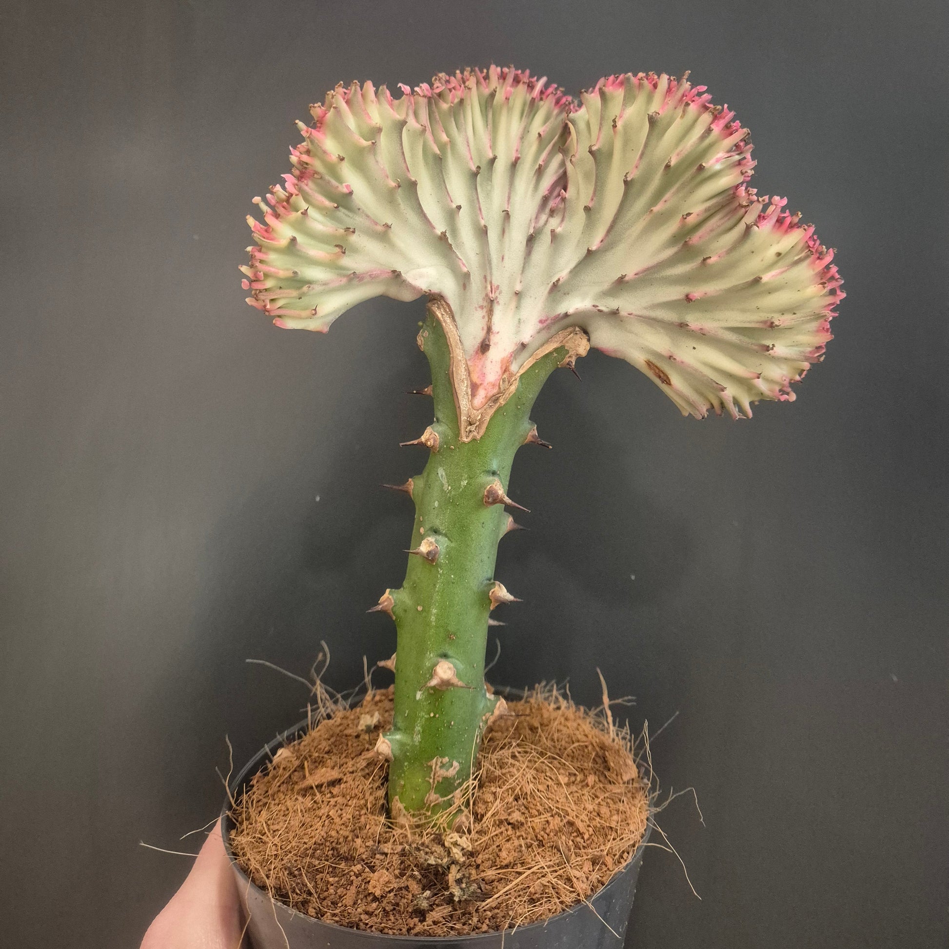 Cylindrical cactus plant with a dark background