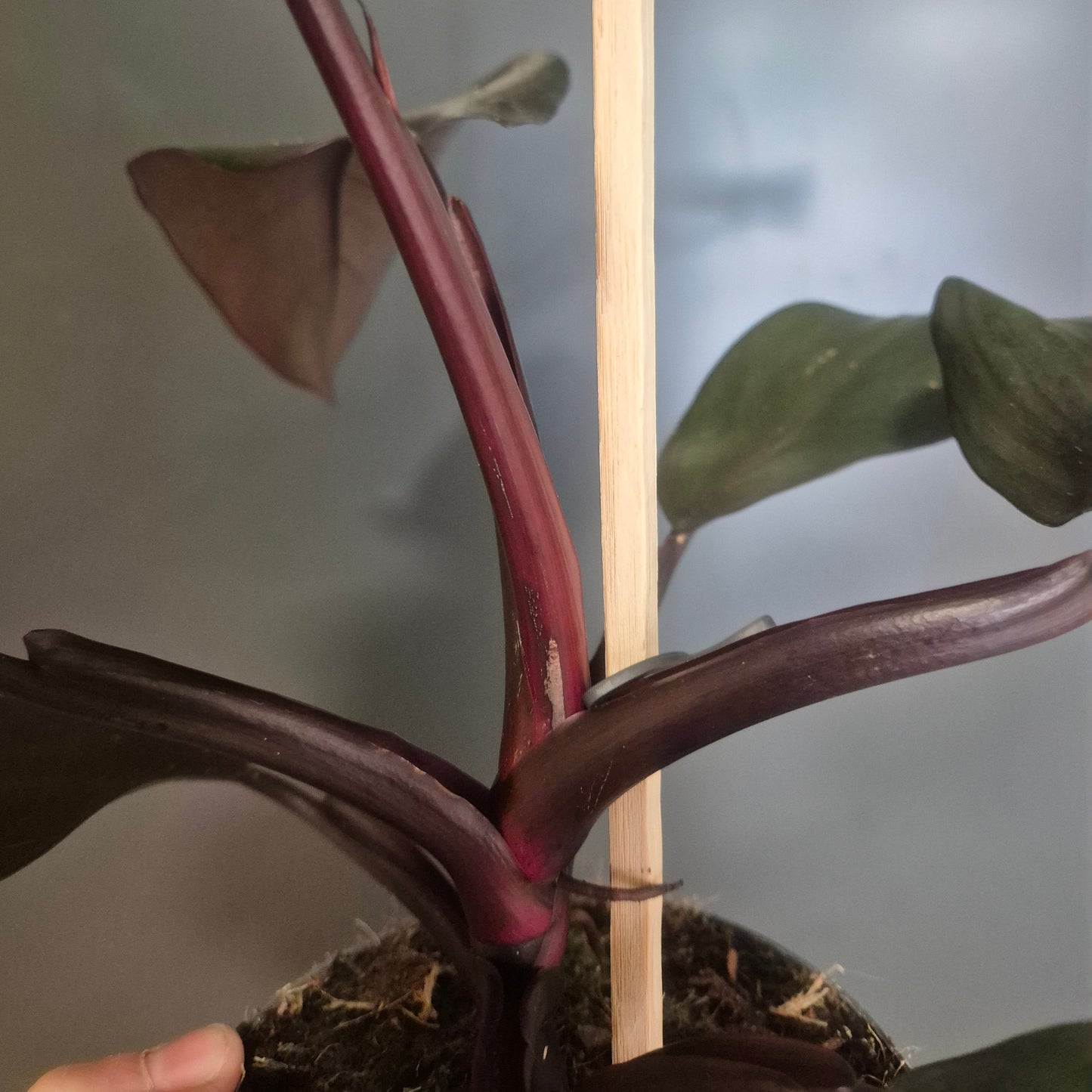 Philodendron Imperial Red | Houseplant
