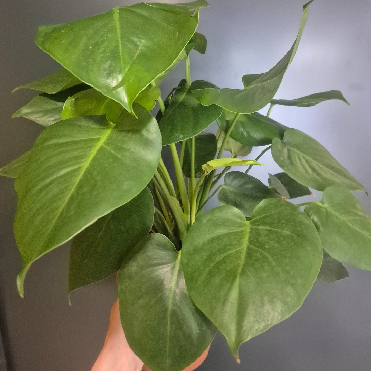 Monstera Deliciosa - Cheese Plant - 21cm | Houseplant