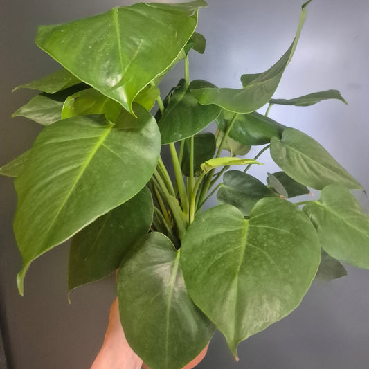 Monstera Deliciosa - Cheese Plant - 21cm | Houseplant