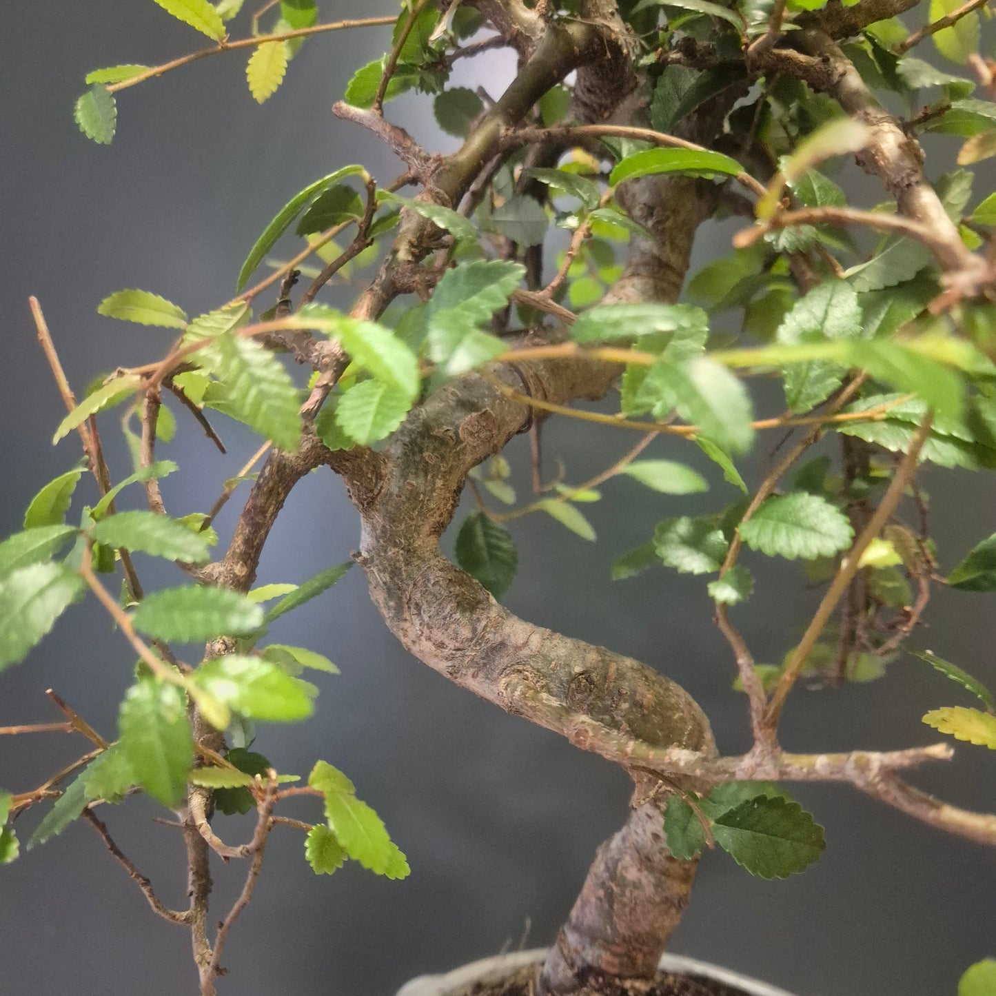Bonsai Zelkova - Japanese Elm - 17cm | Houseplant