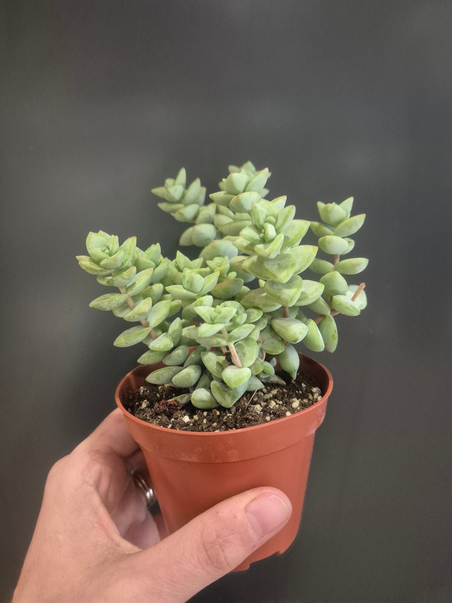 Crassula rupestris - String of Buttons - 8.5cm | Houseplant