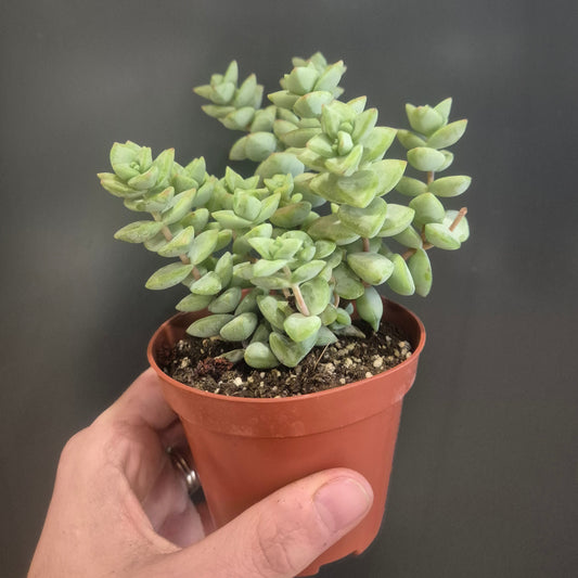 Crassula rupestris - String of Buttons - 8.5cm | Houseplant