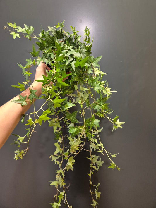 Hedera - English Ivy | Houseplant