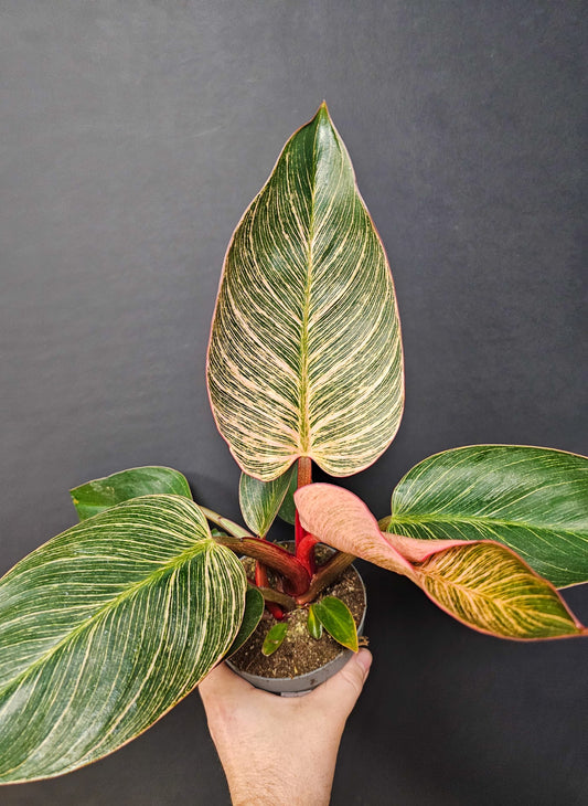 Philodendron Birkin Pink - Pink Bikini | Houseplant