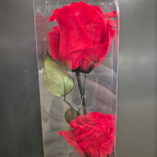 Preserved Rose - Double Flower - 50cm | Flowers