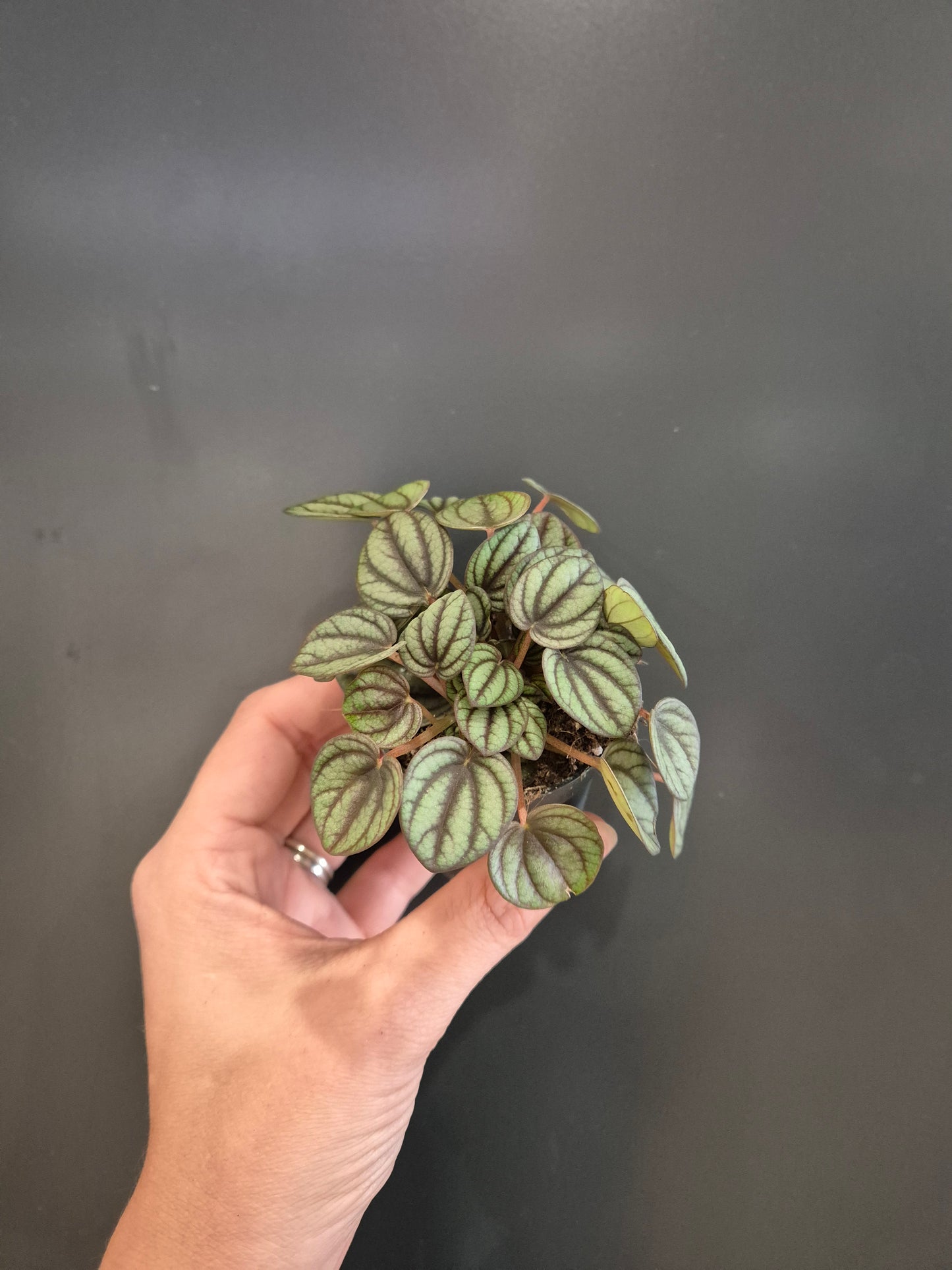 Peperomia Emerald Ripple - Radiator Plant | Houseplant