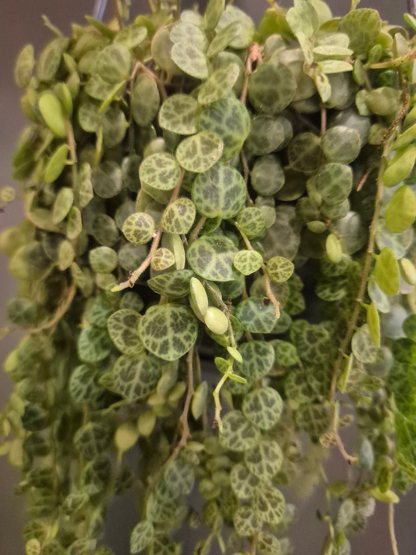 Peperomia Prostrata - String Of Turtles - 14cm | Houseplant
