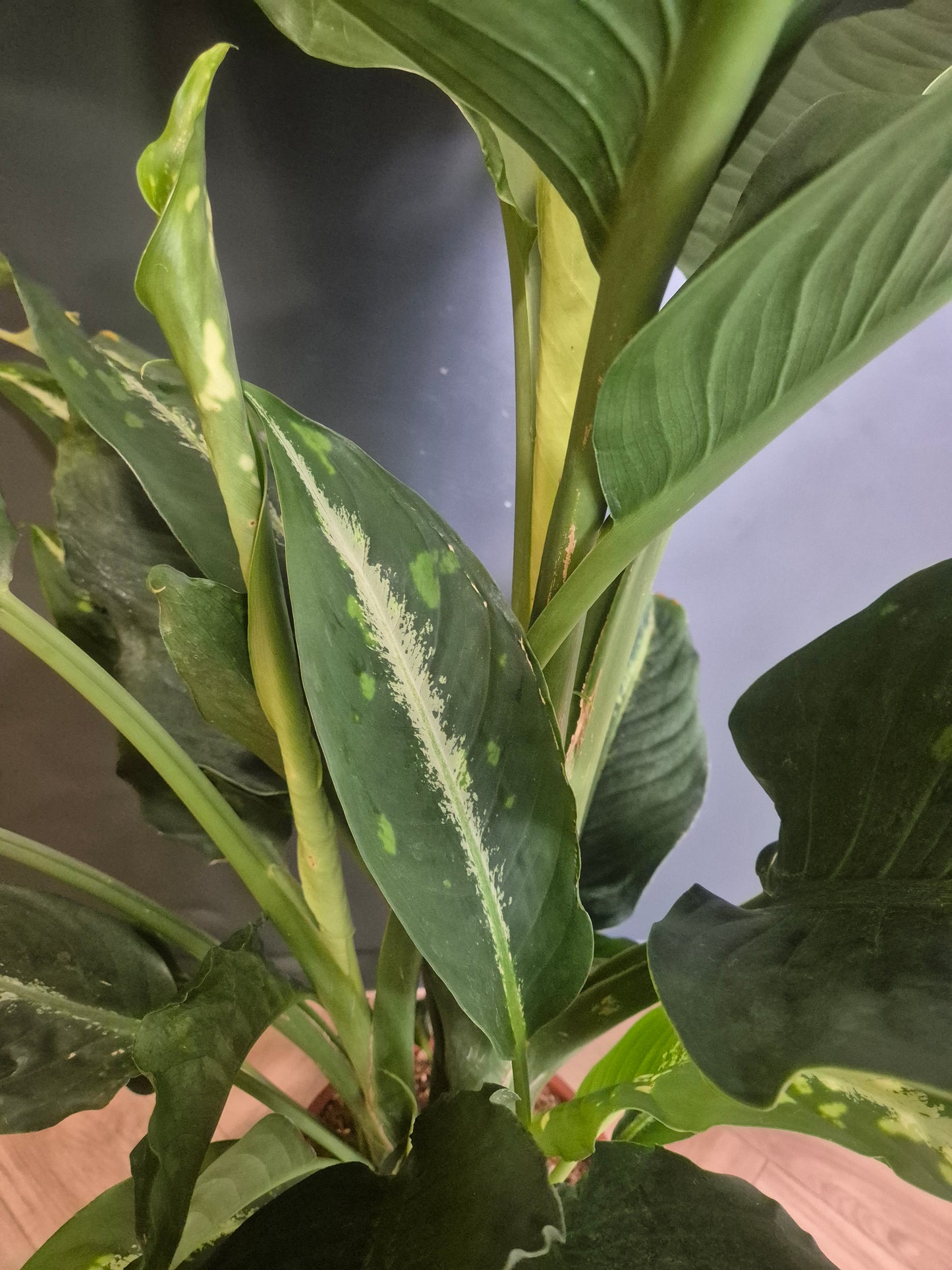 Dieffenbachia Crocodile - Dumb Cane - 24cm | Houseplant