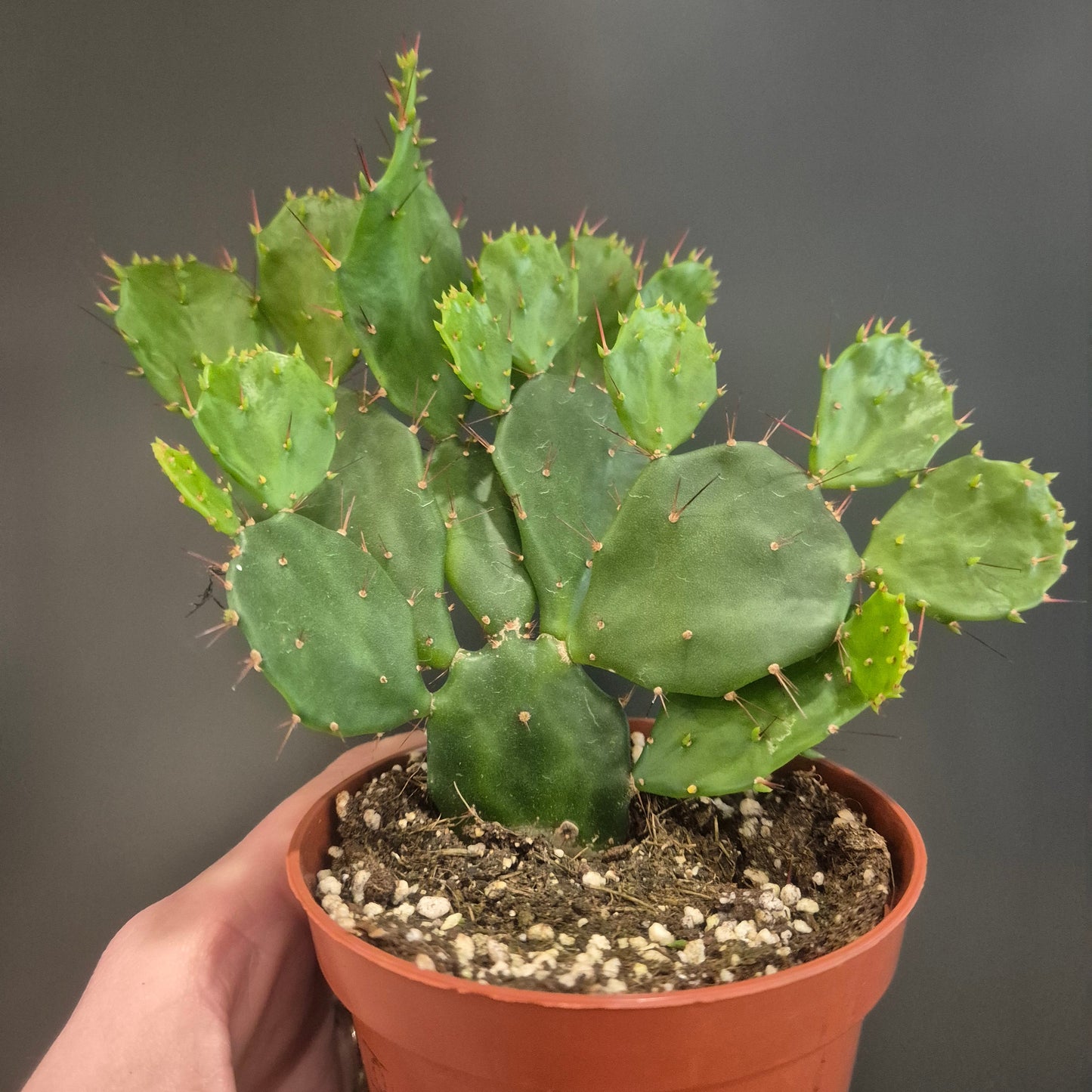 Hand holding a small cactus plant in a terracotta pot against a dark background