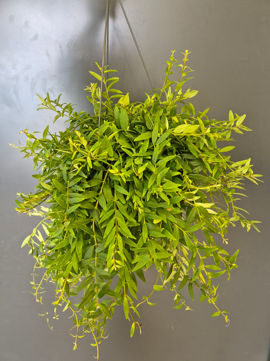 Aeschynanthus radicans - Lipstick Plant | Houseplant