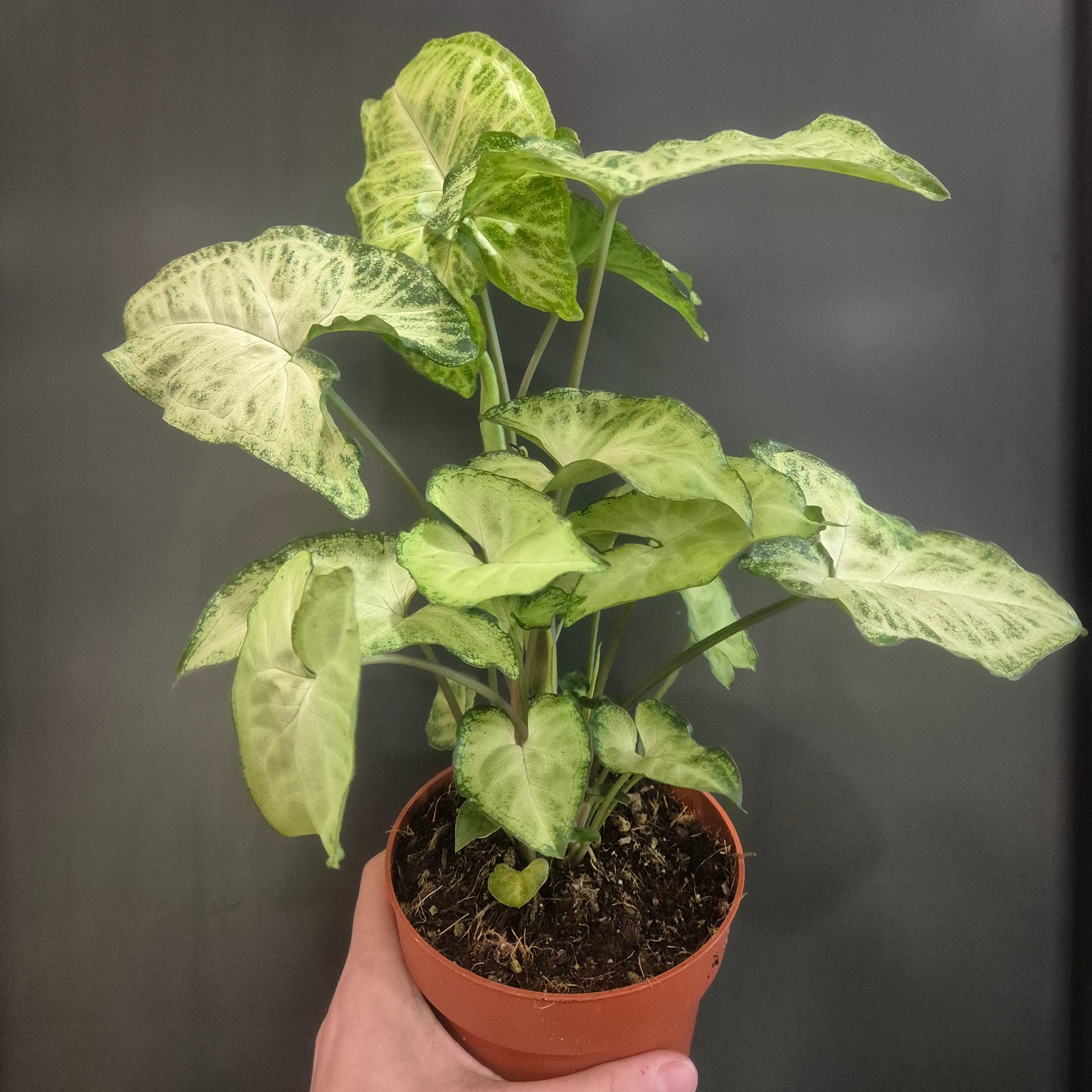 Potted plant held by a hand against a dark background