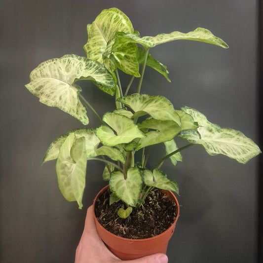 Potted plant held by a hand against a dark background