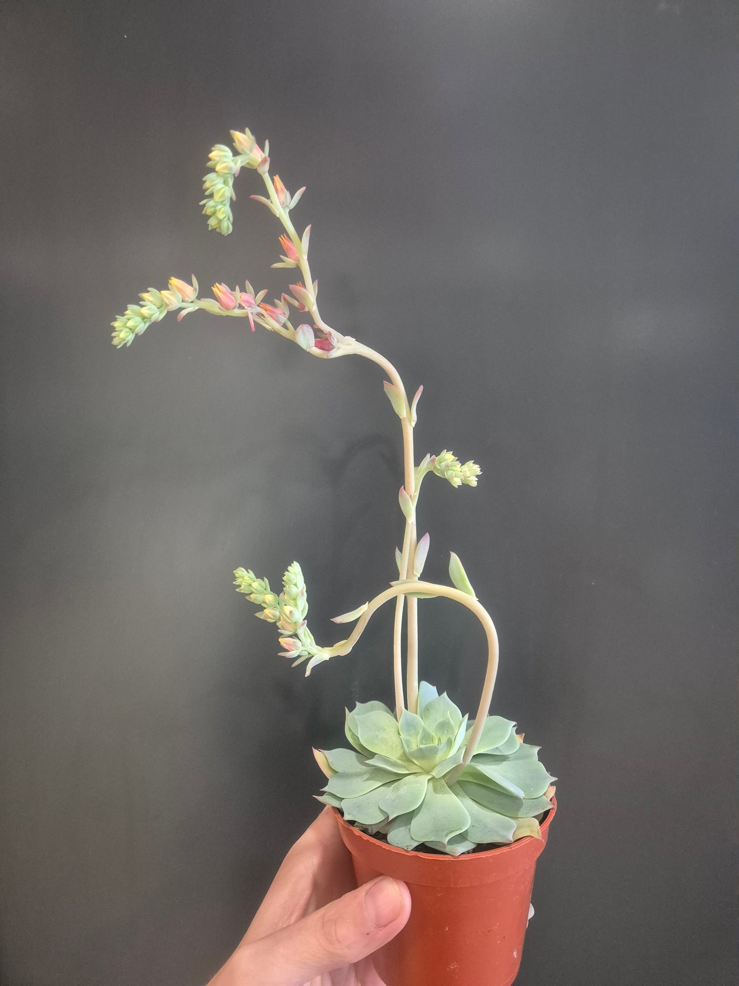 Echeveria Secunda - 8.5cm | Houseplant