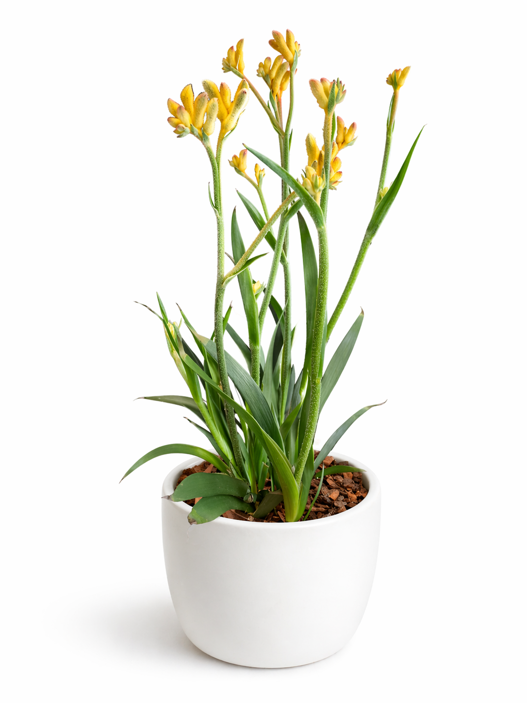 Anigozanthos - Kangaroo Paws - 12cm | Houseplant