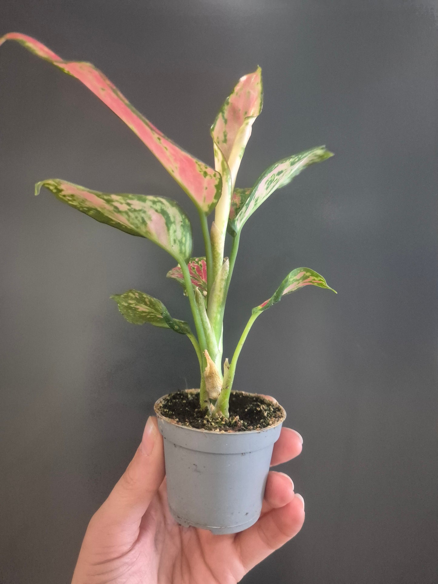 Aglaonema Lady Valentine - Chinese Evergreen - 6cm | Houseplant