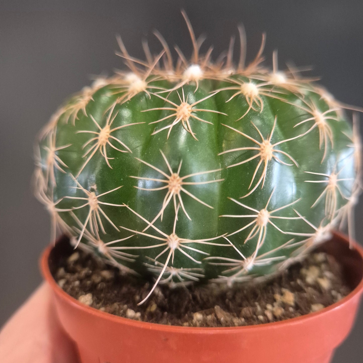 Notocactus uebelmannianus - Parodia werneri - 8.5cm | Houseplant