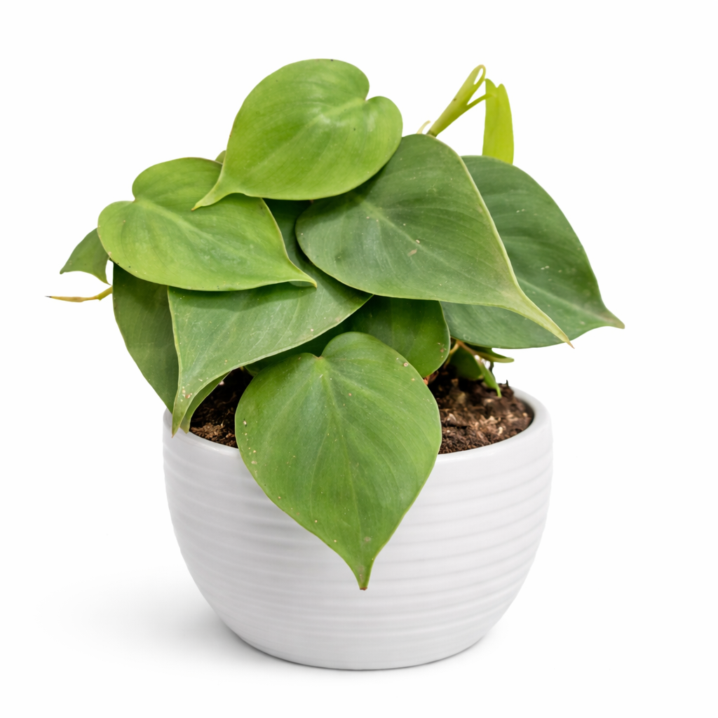 Potted plant with green leaves in a white pot on a white background