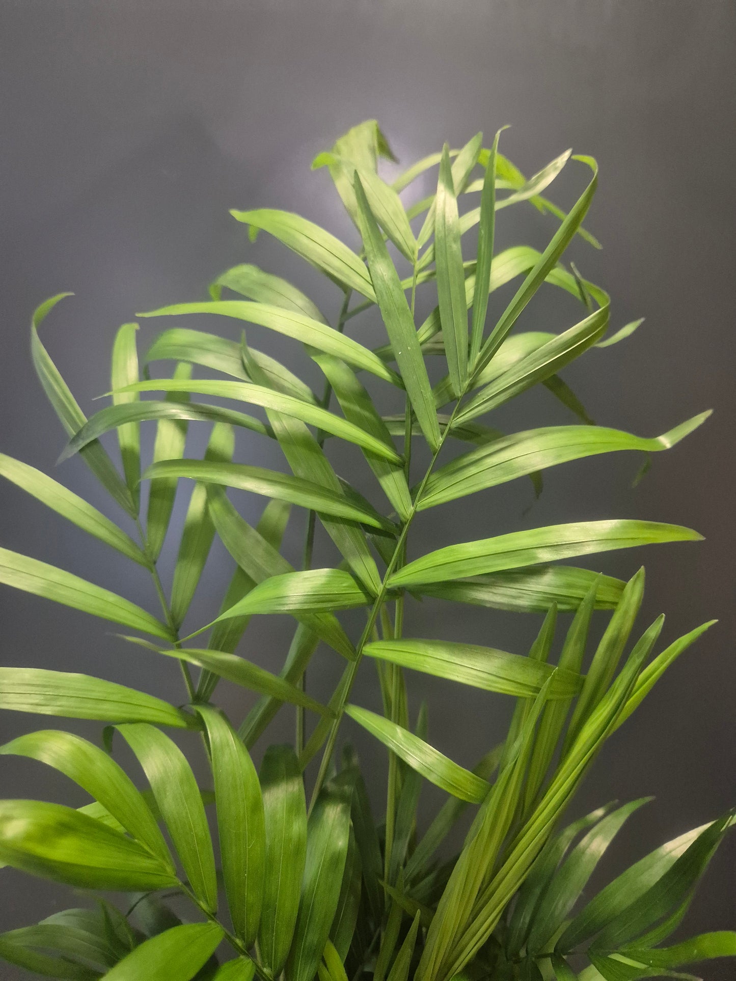 Parlour Palm - Chamaedorea Elegans - 9cm | Houseplant
