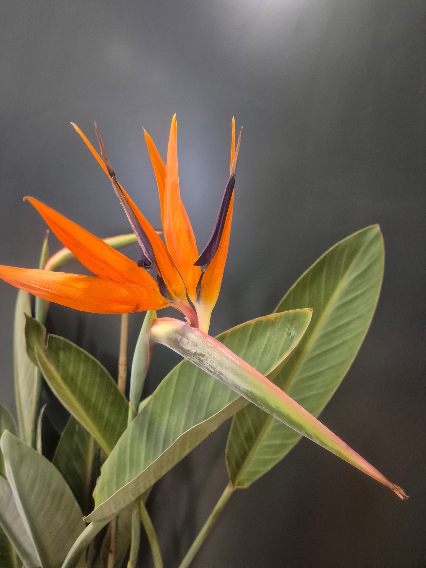 Strelitzia Reginae - Bird Of Paradise - 27cm | Houseplant