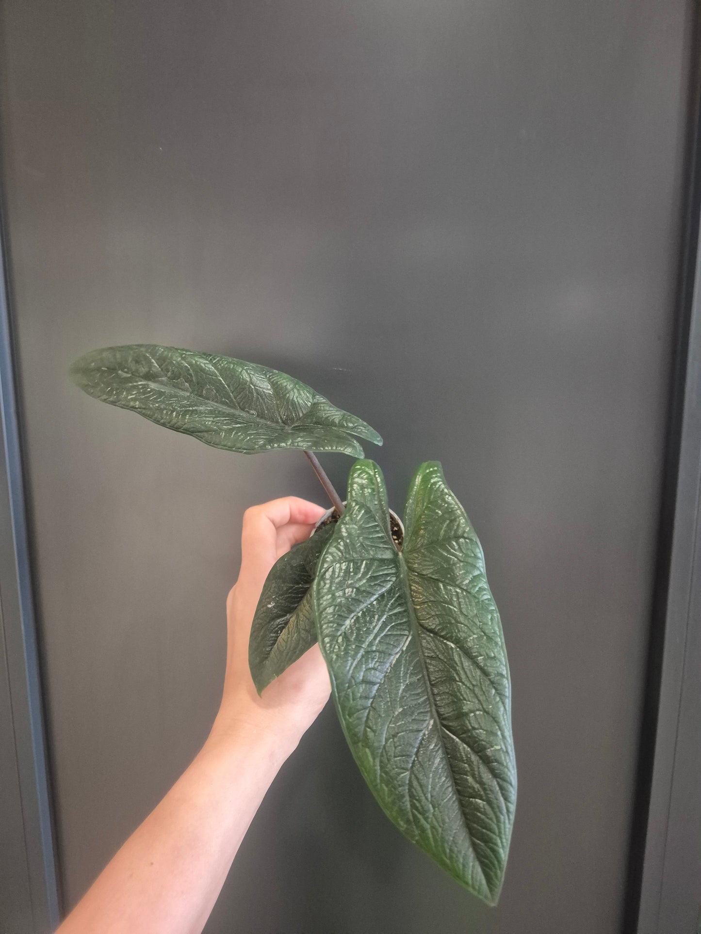 Alocasia Scalprum - Samar Lance - 6cm | Houseplant