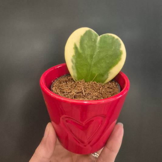Green and Cream heart shaped plant in a red plant pot with heart design held against a dark background