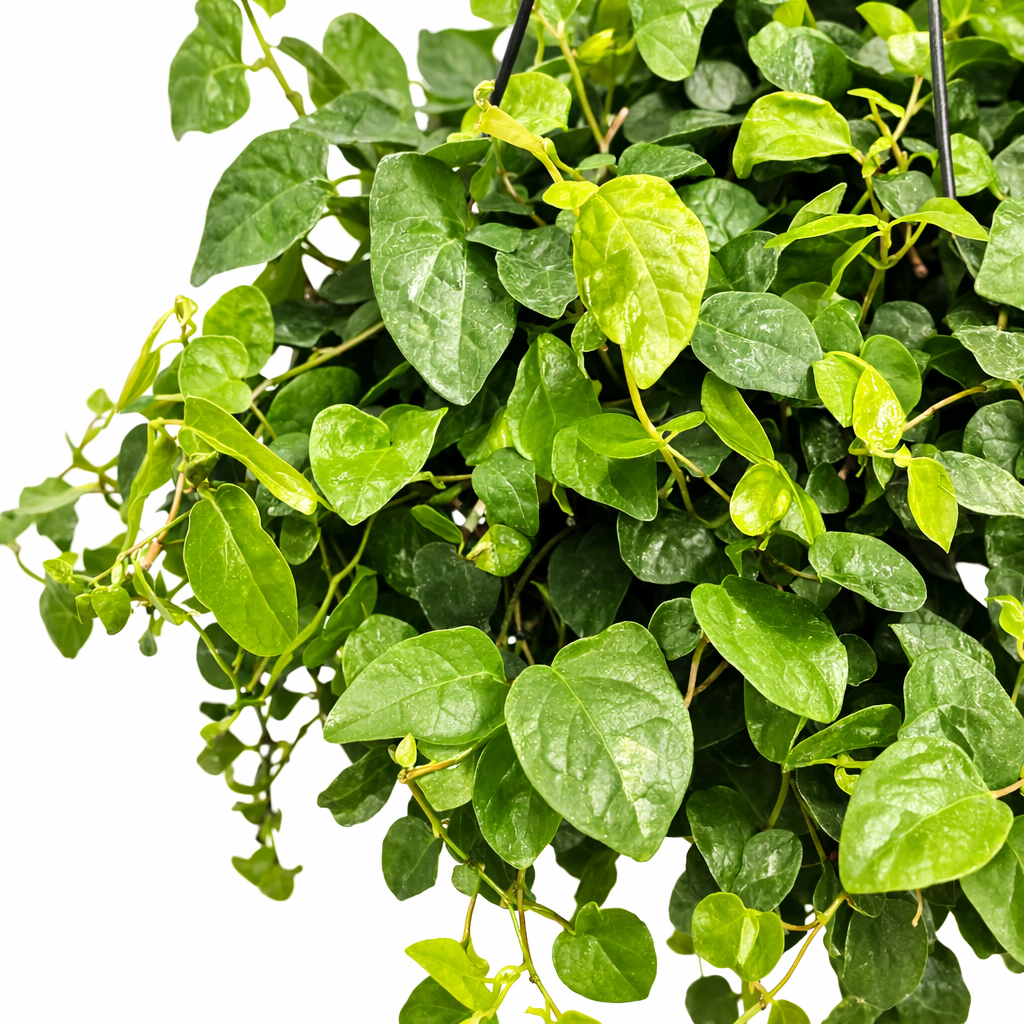 String of Frogs - Ficus Pumila - 19cm | Houseplant