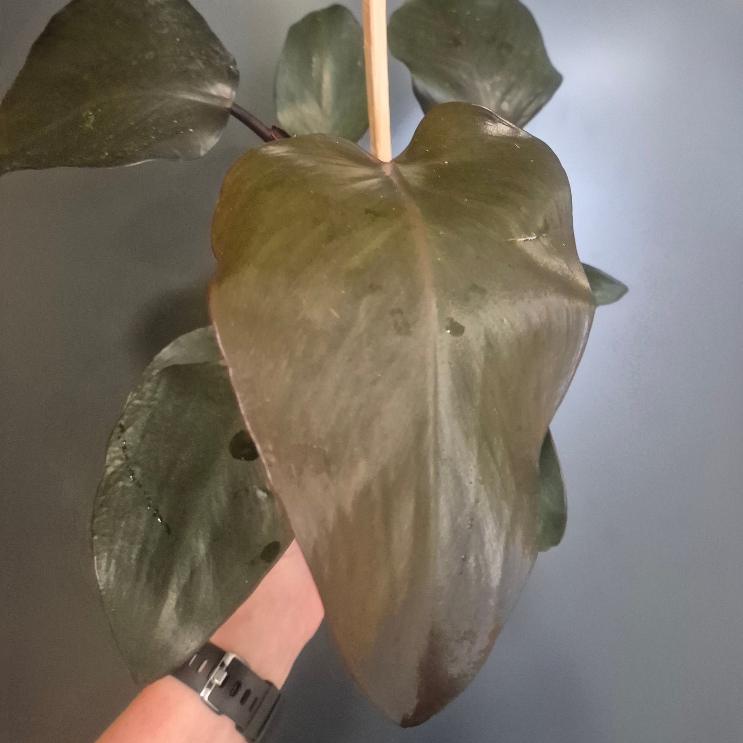 Philodendron Imperial Red | Houseplant