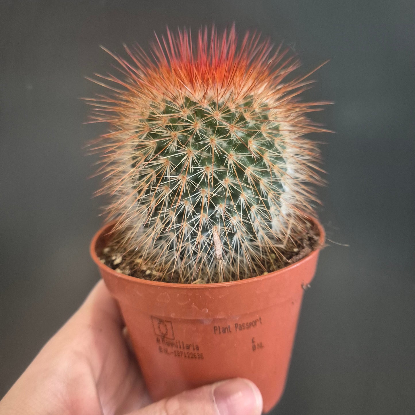 Mammillaria spinosissima - Redhead Irishman - 8.5cm | Houseplant