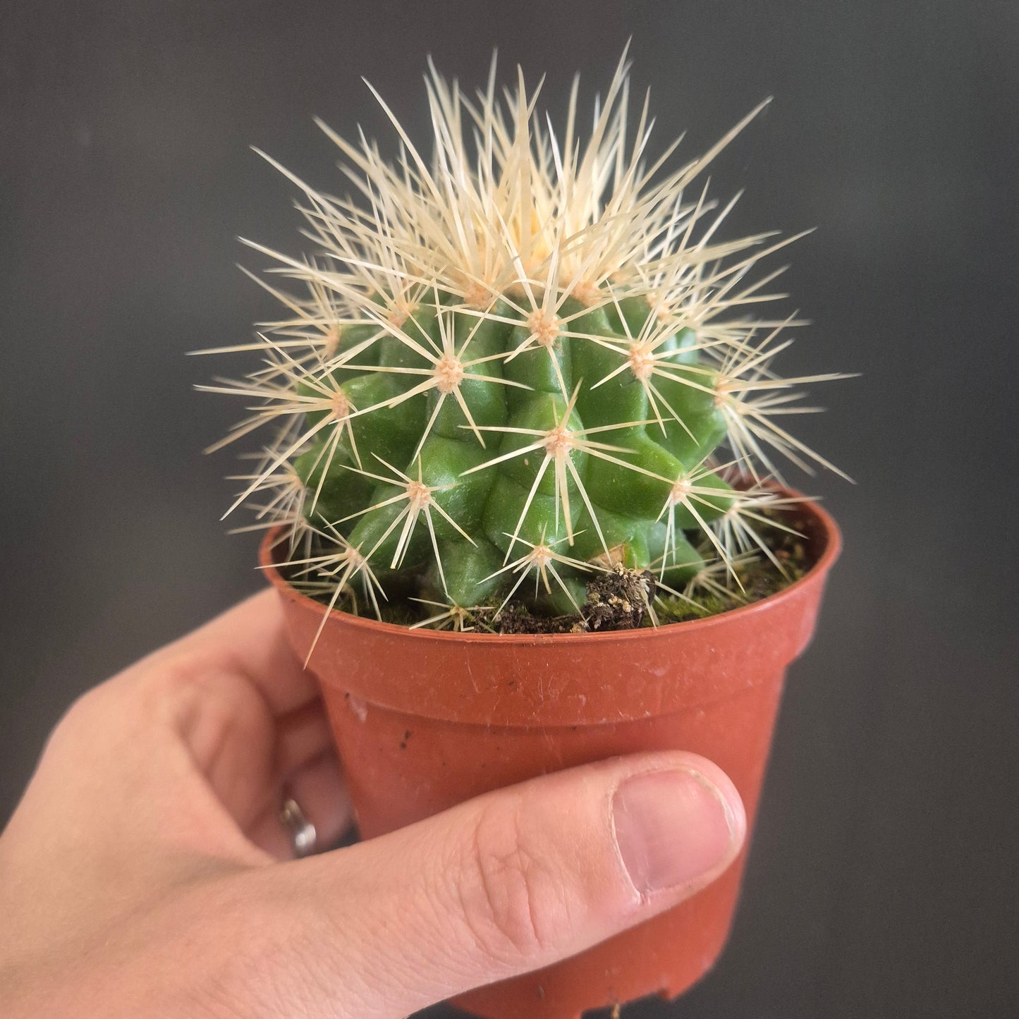 Golden Barrel Cactus  - Echinocactus grusonii - 8.5cm | Houseplant