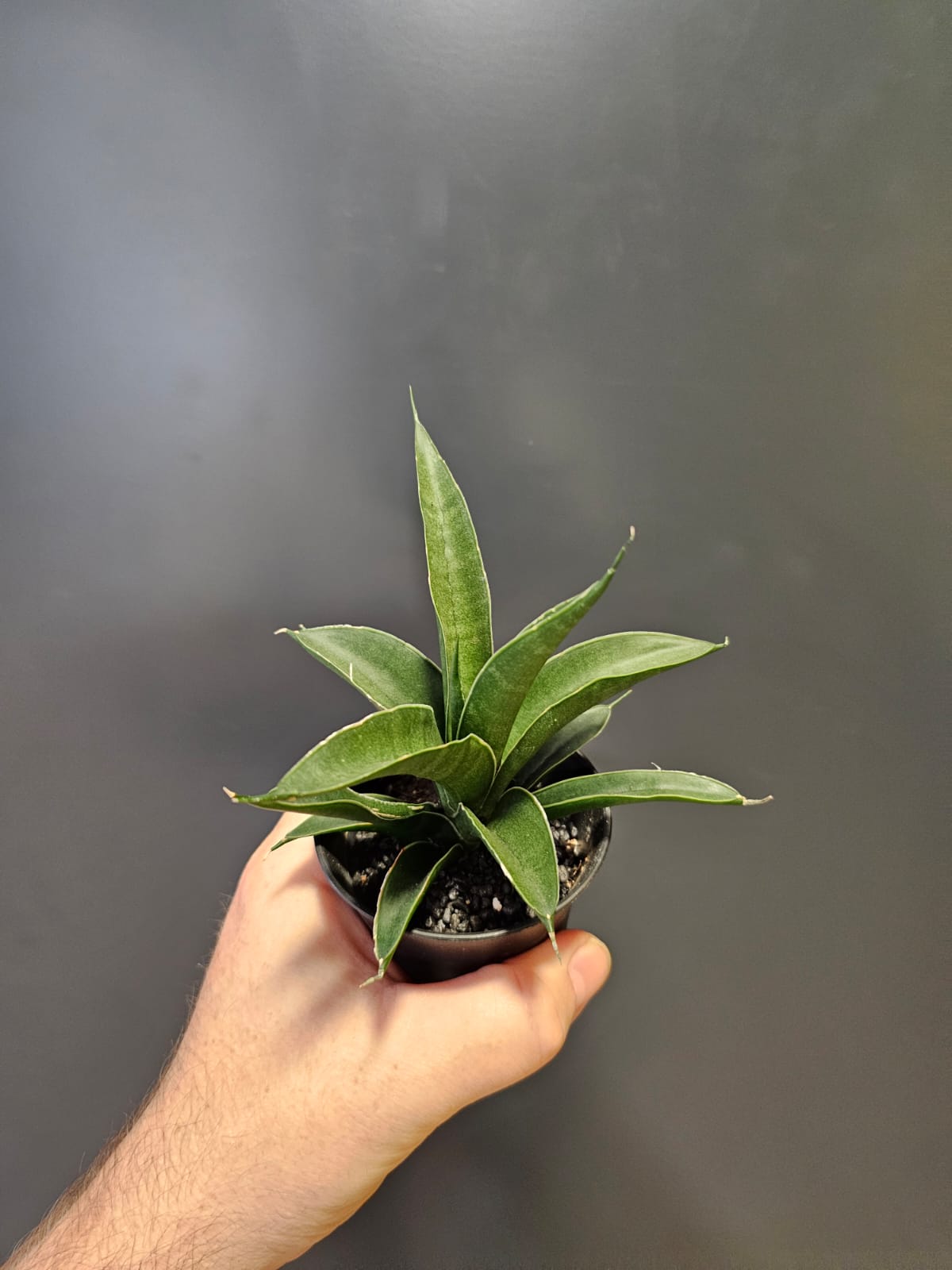 Sansevieria Mix Varieties | Houseplant Plant Paradise By Gemma