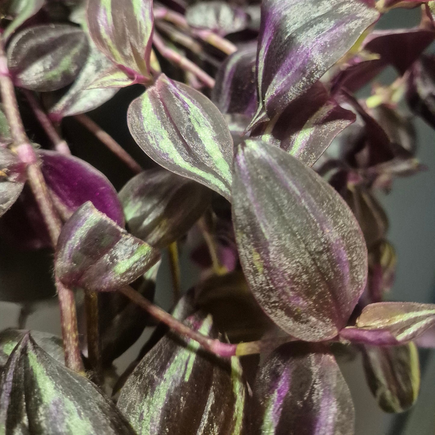 Close-up of a wandering Jew plant with purple and green leaves.