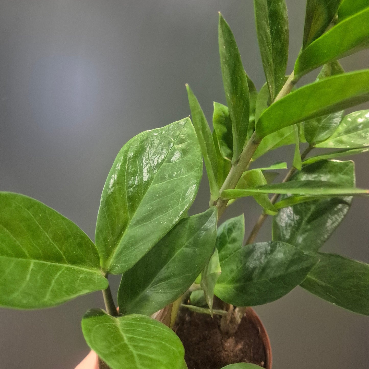 Zamio Zamifolia - ZZ Plant - 12cm | Houseplant