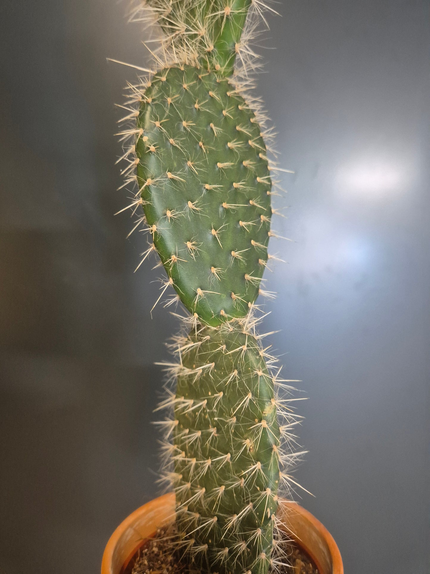 Bunny Ears Cactus - Opuntia - 10.5cm | Houseplant