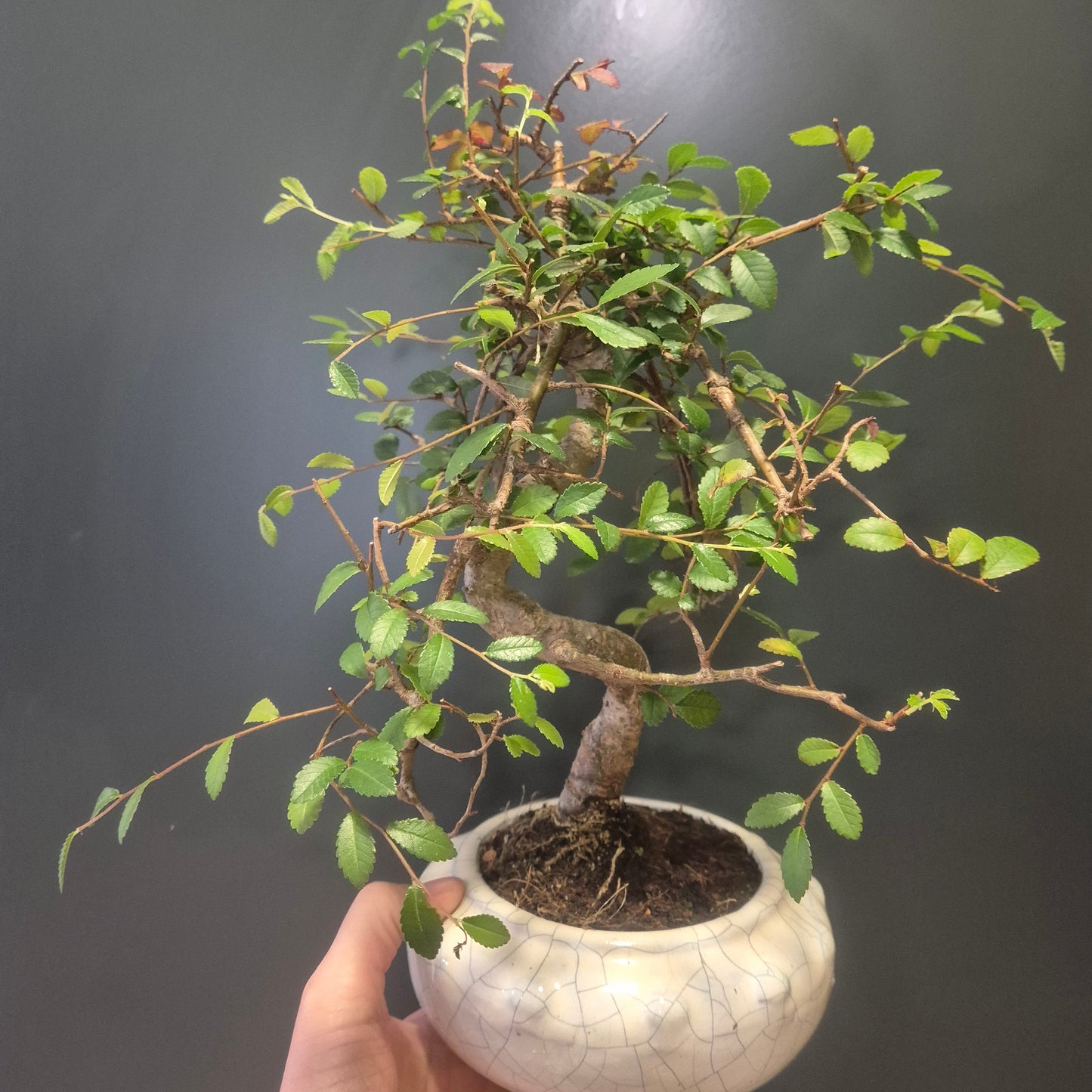 Bonsai Zelkova - Japanese Elm - 17cm | Houseplant