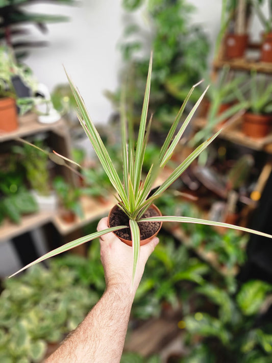 Dracaena - Dragon Tree - Houseplant - 12cm Plant Paradise By Gemma
