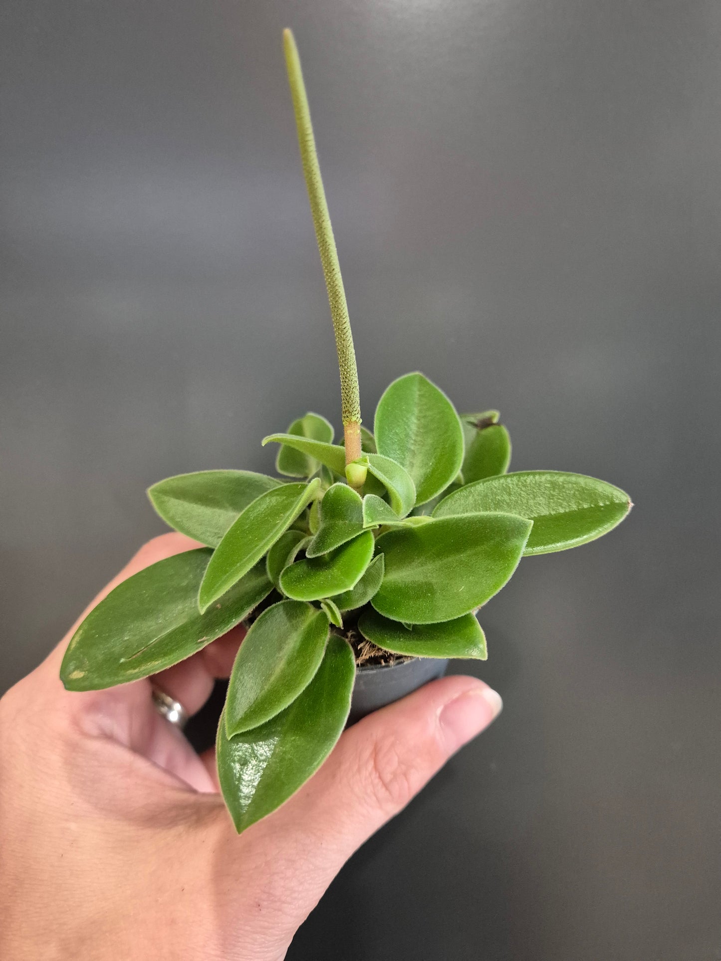Peperomia Teardrop - Radiator Plant | Houseplant