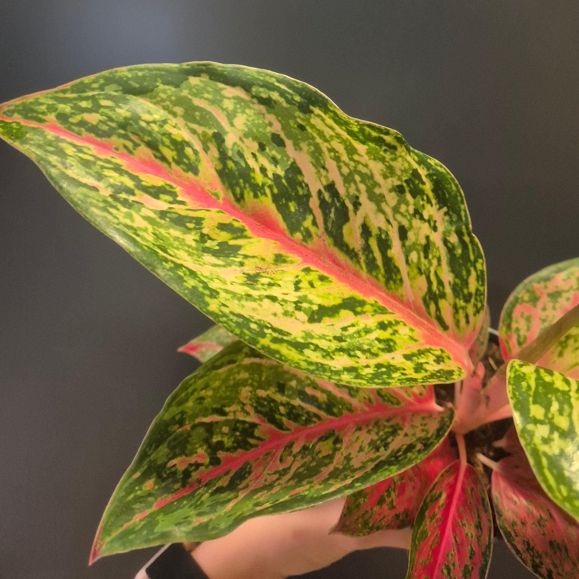 Variegated leaf plant against a dark background