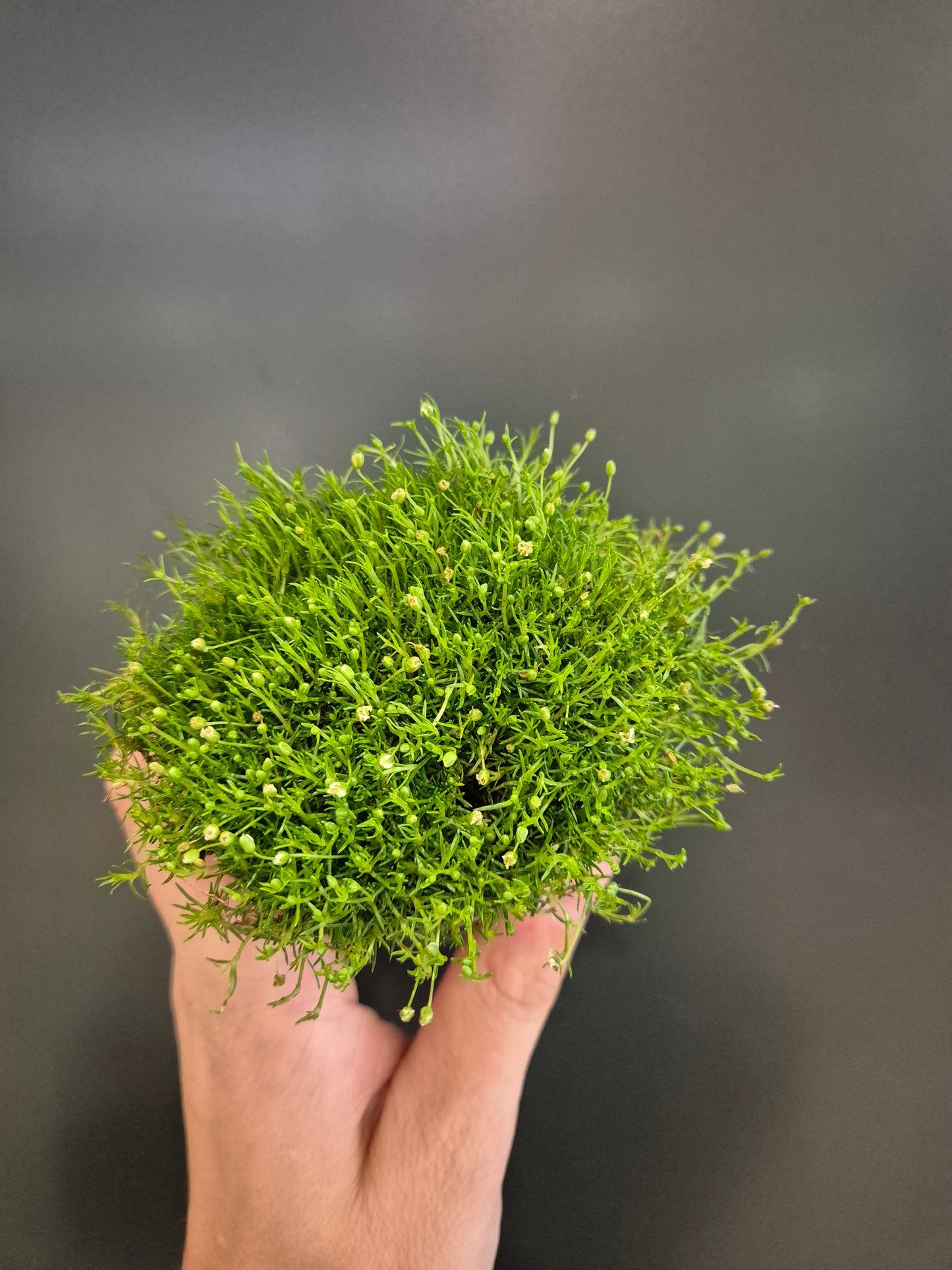 Earth Mosses | Houseplants