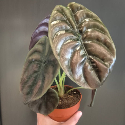Potted plant with large, glossy leaves held by a hand against a blurred background