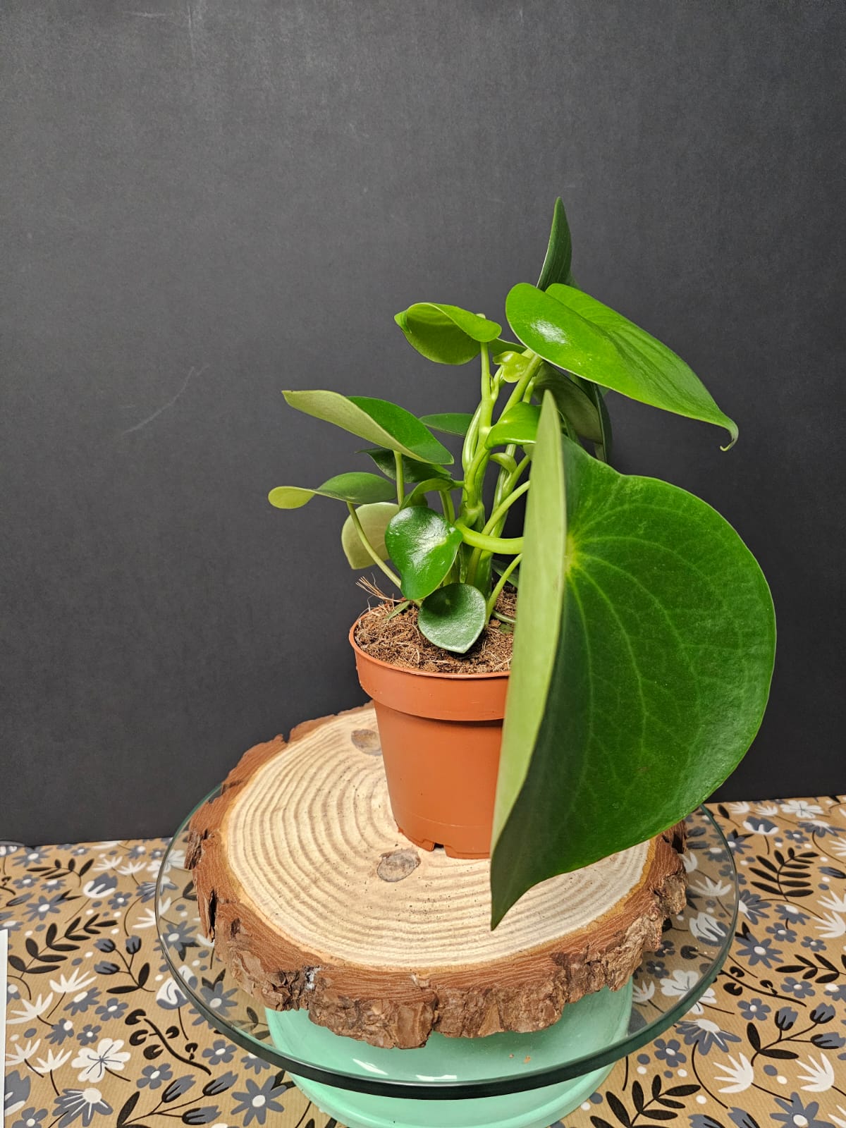 Peperomia Raindrop - Radiator Plant | Houseplant