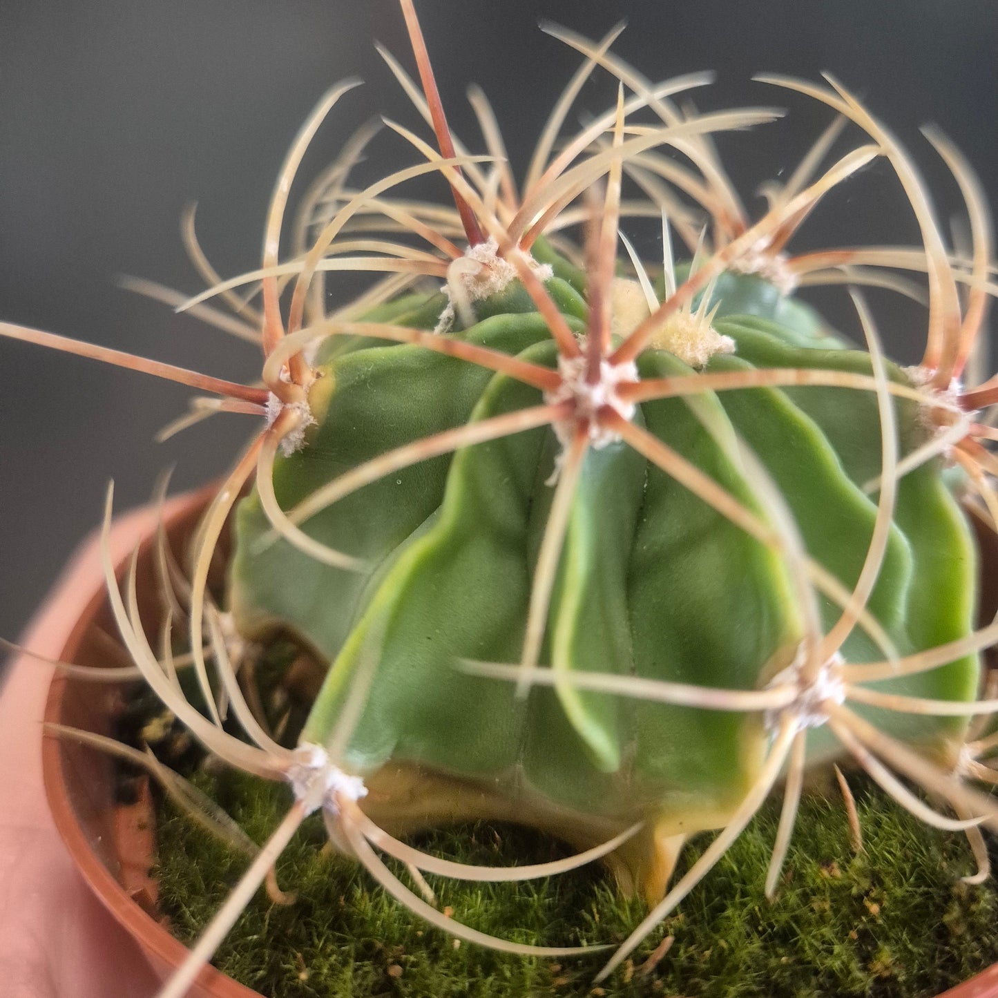 Close-up of a cactus plant with a blurred background