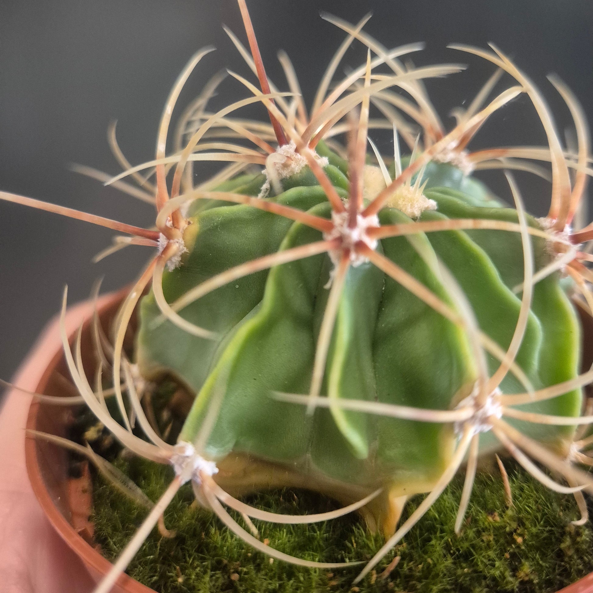 Close-up of a cactus plant with a blurred background