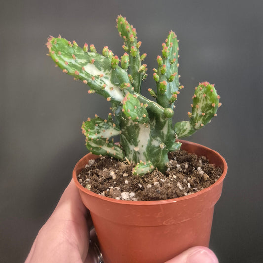 Small cactus plant in a pot held by a hand against a dark background