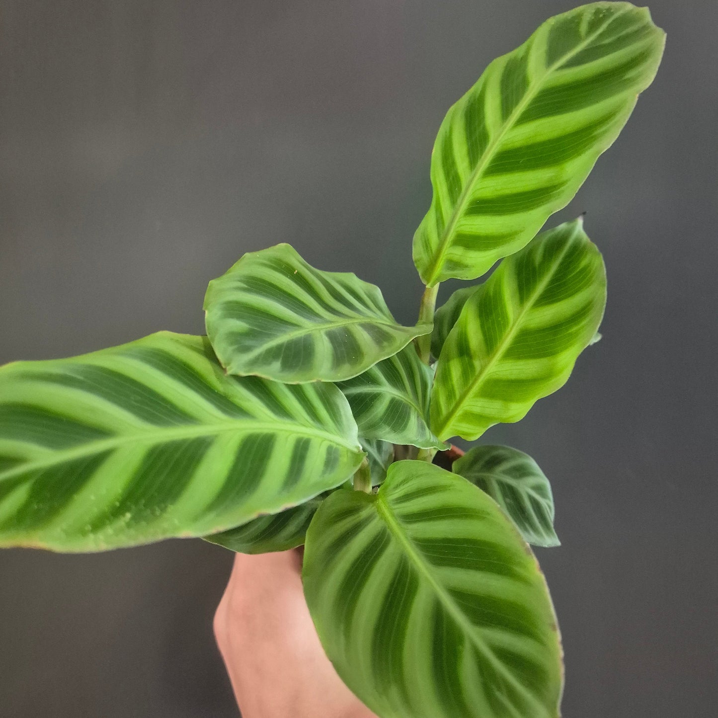 Calathea Zebrina - Prayer Plant - 7cm | Houseplant