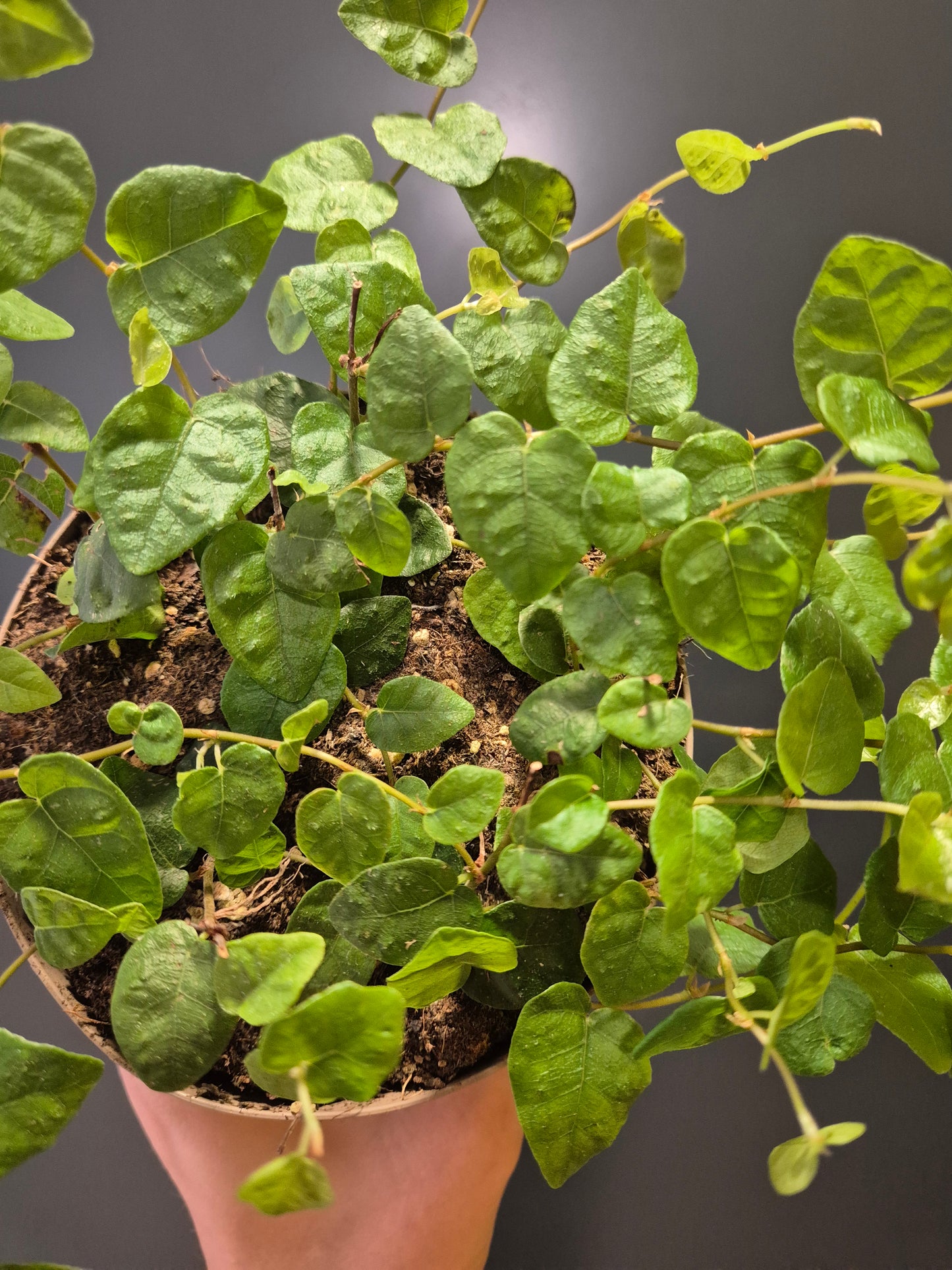 Ficus Pumila Green Sunny - Creeping Fig | Houseplant