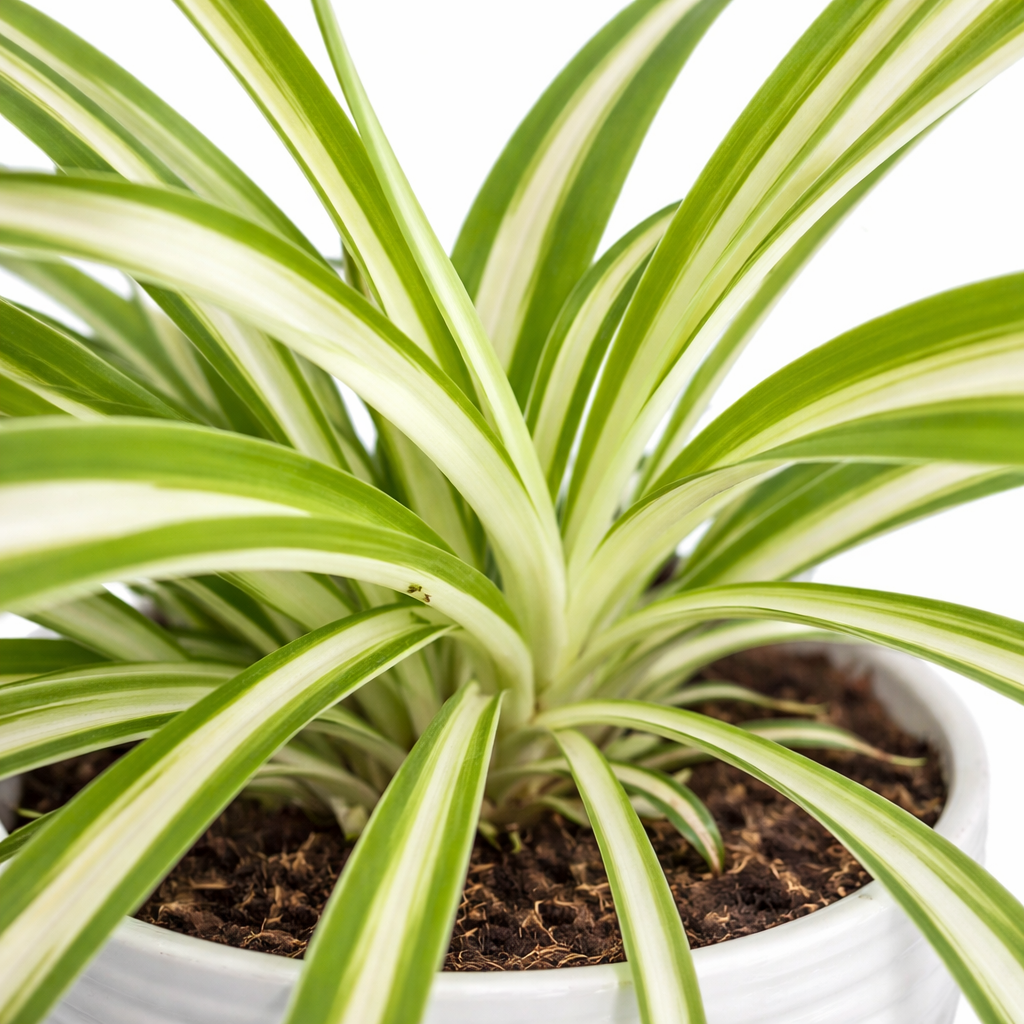 Potted plant with green and white leaves on a white background