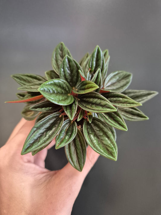 Peperomia rosso - Radiator Plant | Houseplant