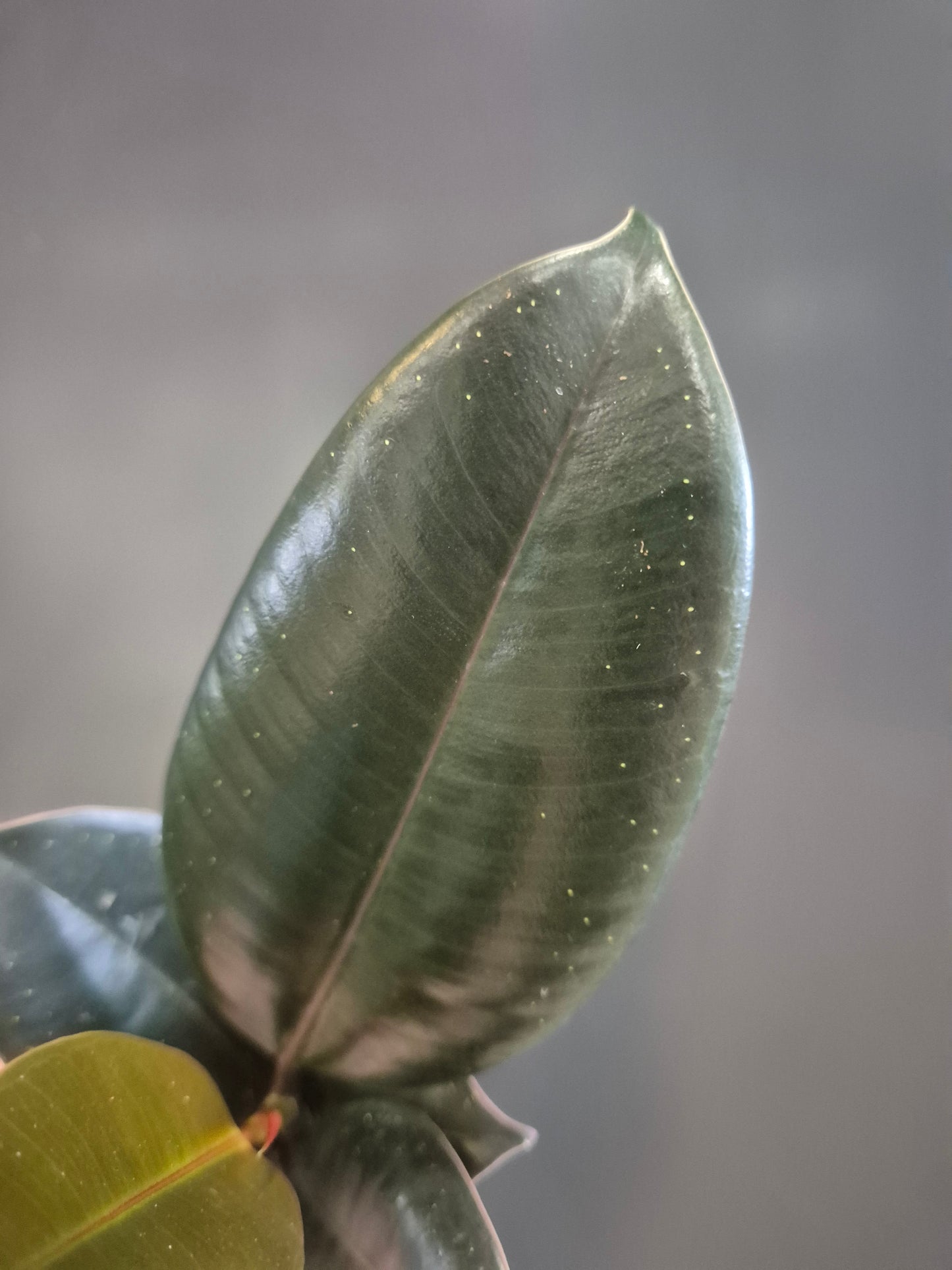 Ficus Robusta - Rubber Plant - 6cm | Houseplant