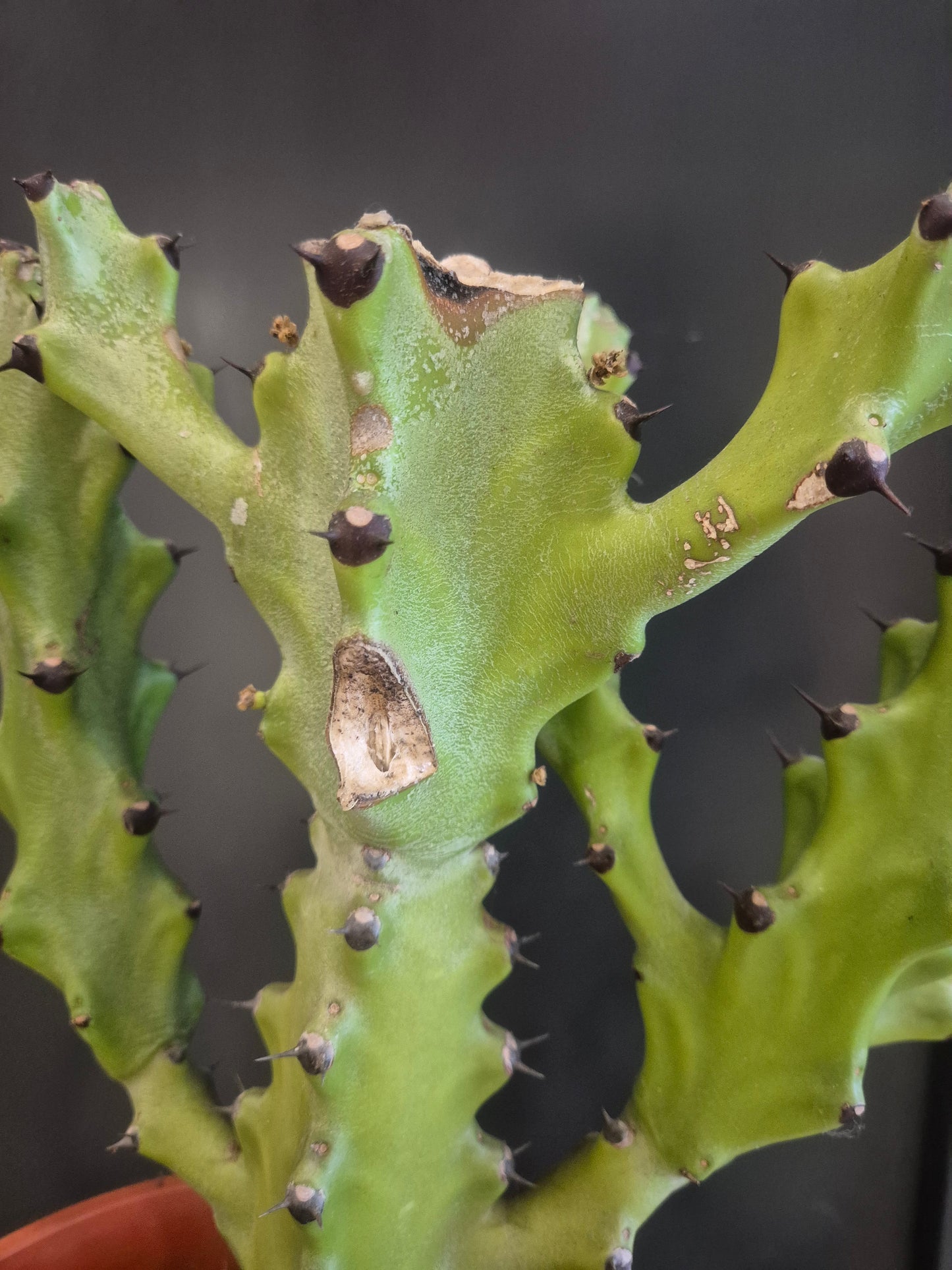 Euphorbia - 21cm | Houseplant